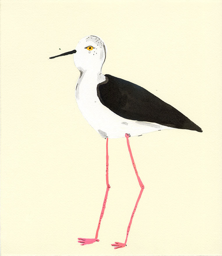 Black Winged Stilt Bird, painting on paper