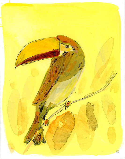 Collard Aracari bird, painting on paper