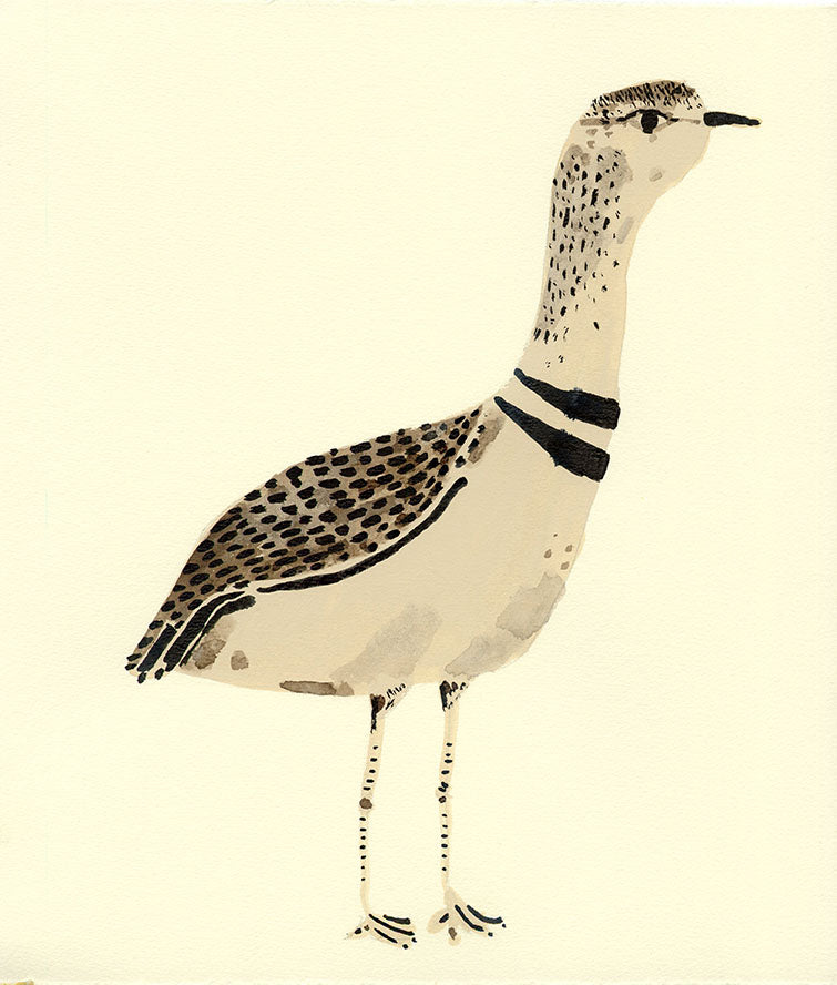 Double Banded Courser Bird, painting on paper