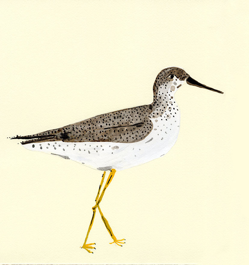 Lesser Yellow Legs Bird, painting on paper