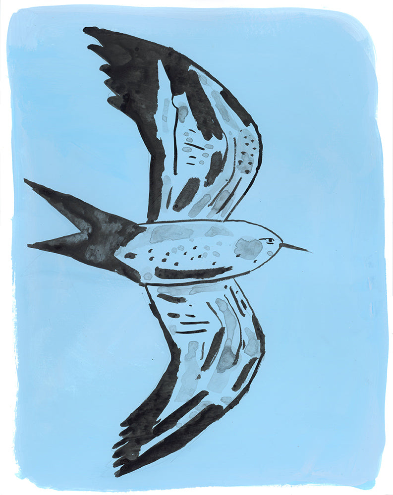 Swallow-Tailed Kite, painting on paper