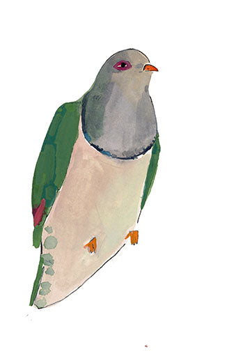 Cream Bellied Fruit Dove, painting on paper