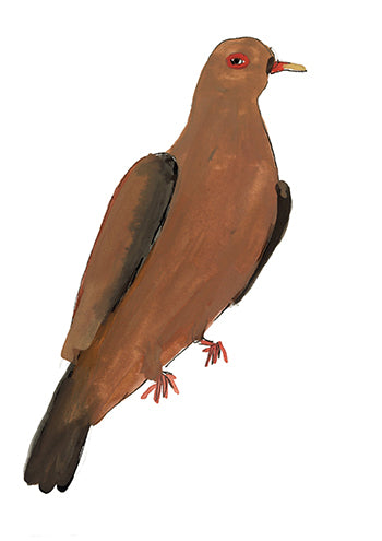 Maranon Pigeon