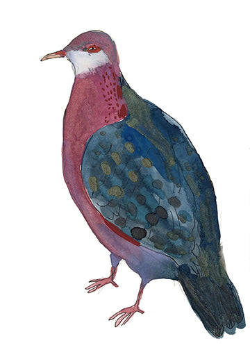 Metallic Pigeon