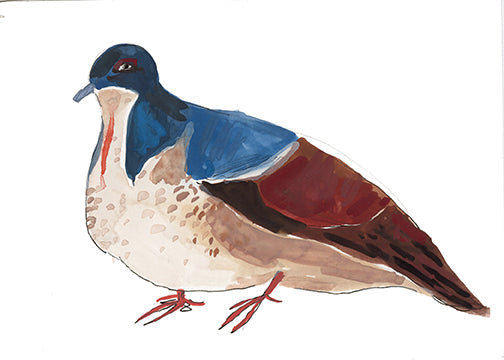 Negros Bleeding Heart Dove, painting on paper