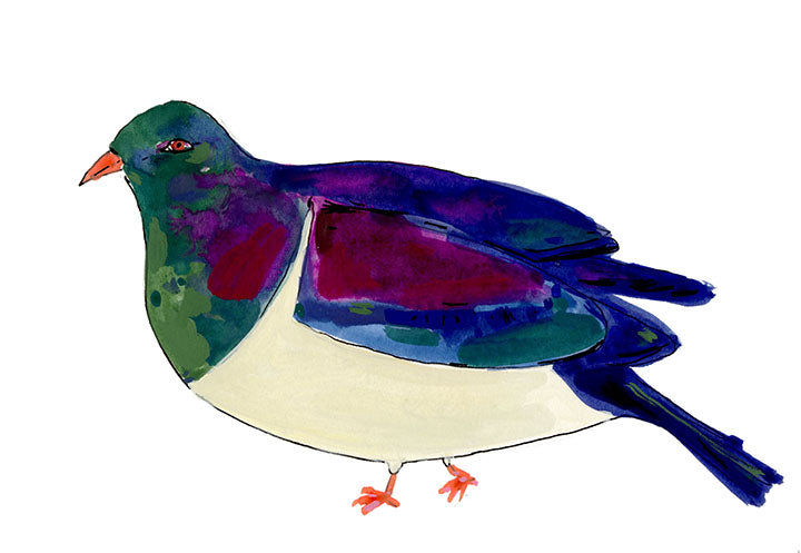 New Zealand Wood Pigeon, painting on paper
