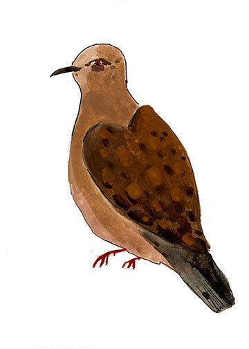 Plumbeous Pigeon, painting on paper