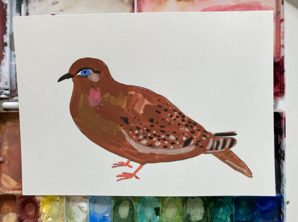 Galapagos Dove, painting on paper