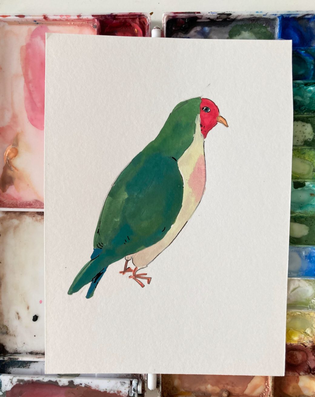 Jambu Fruit Dove, painting on paper