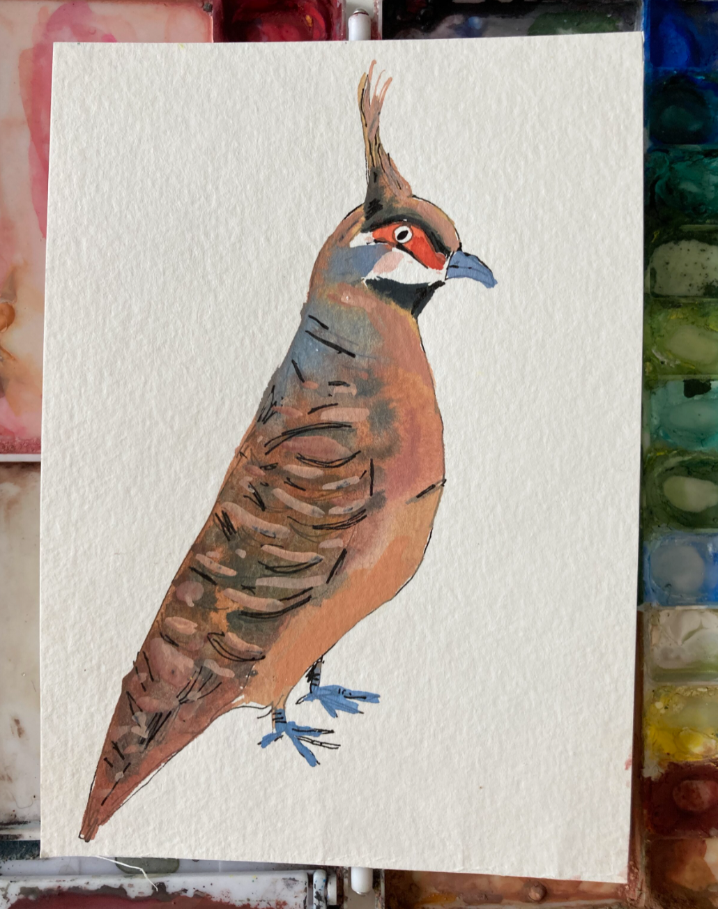 Spinifex Pigeon, painting on paper