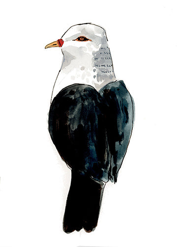 White- Headed Pigeon, painting on paper