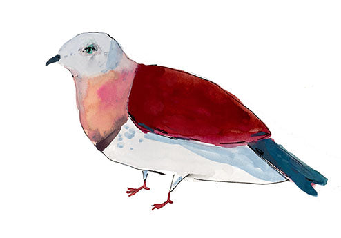 Zoe Imperial Pigeon, painting on paper