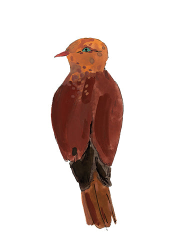 Little Cuckoo Dove