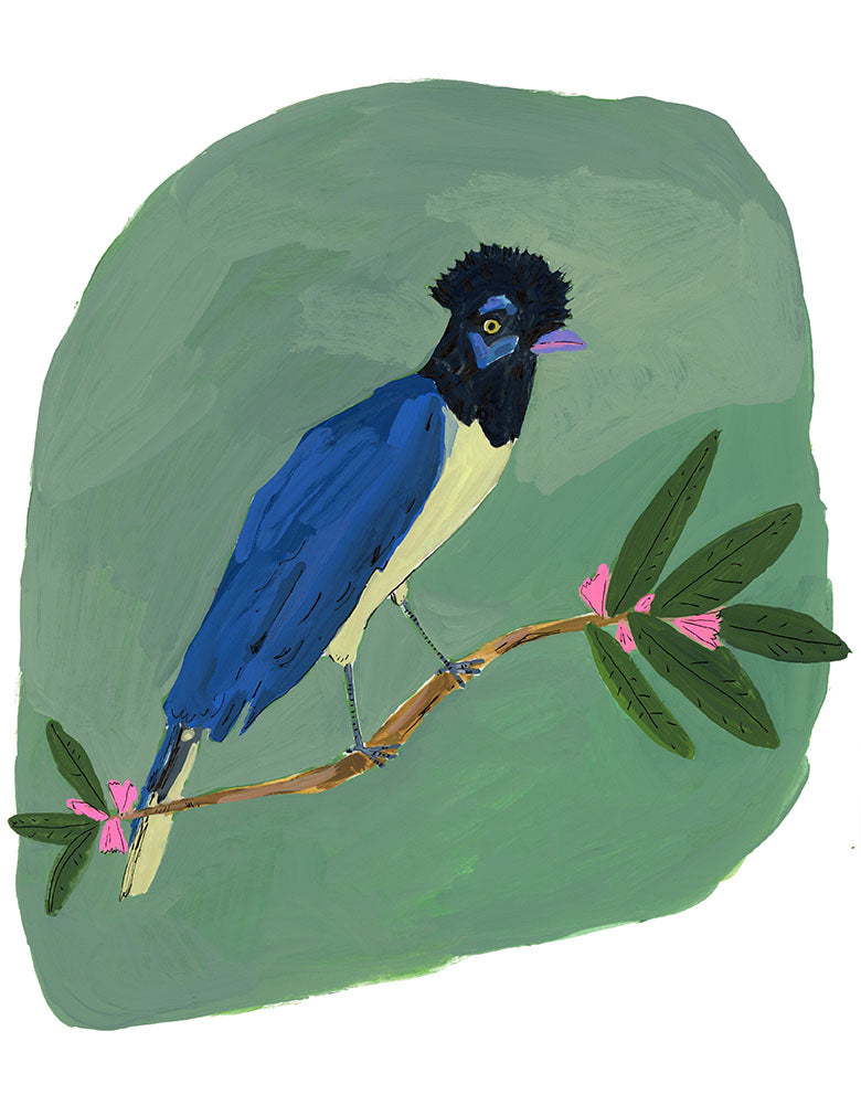Plush Crested Jay, painting on paper