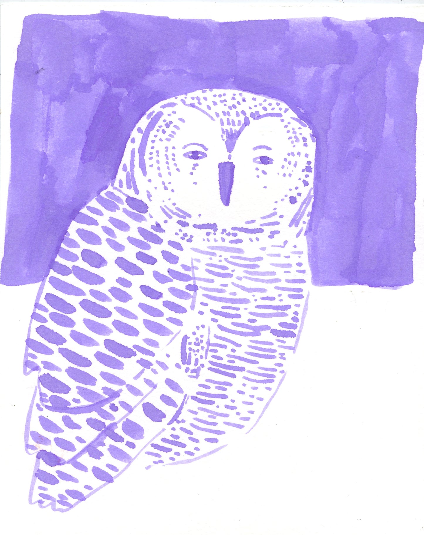Spotted Owl, ink wash on paper