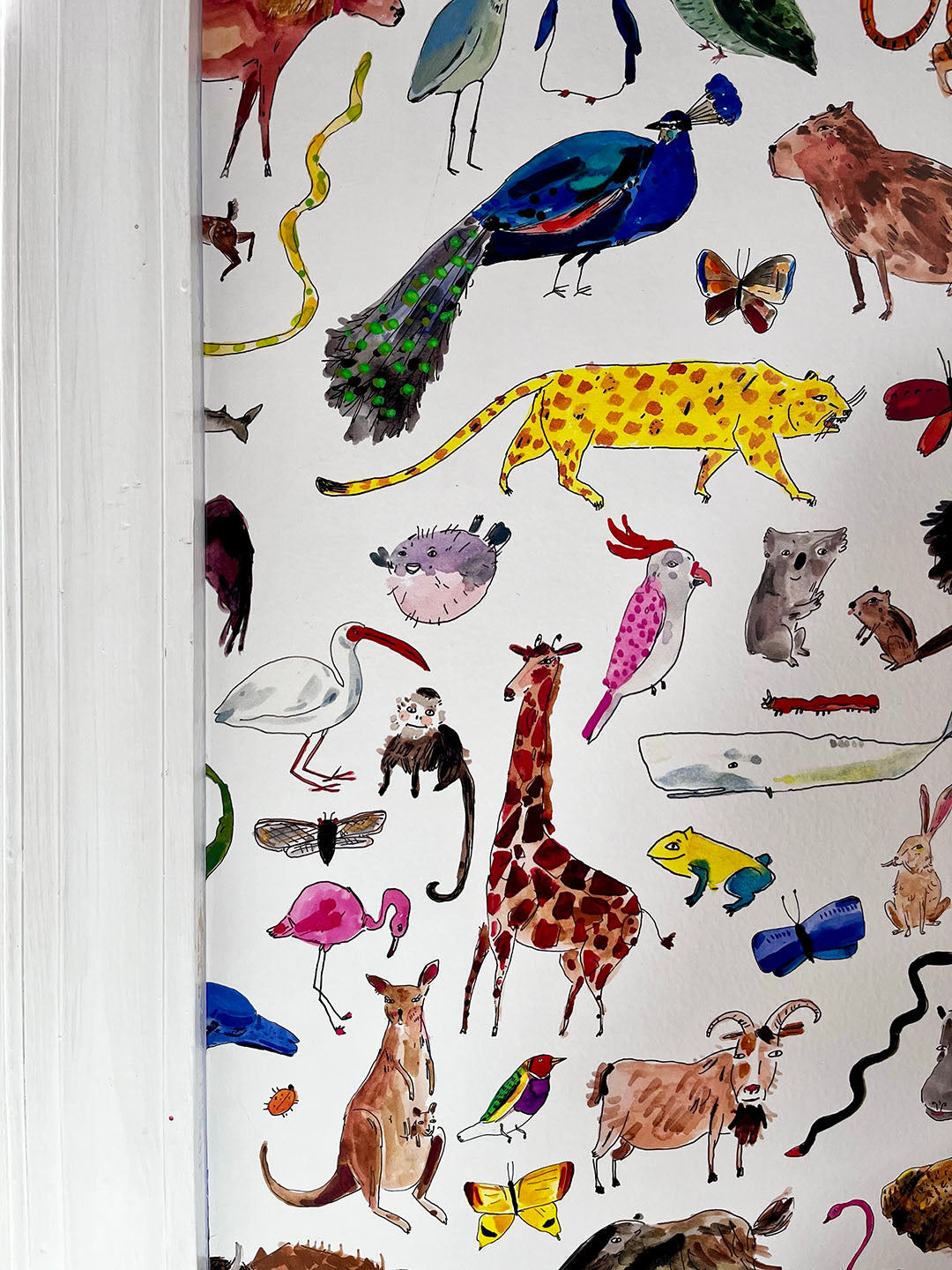 Animals Animals Wallpaper