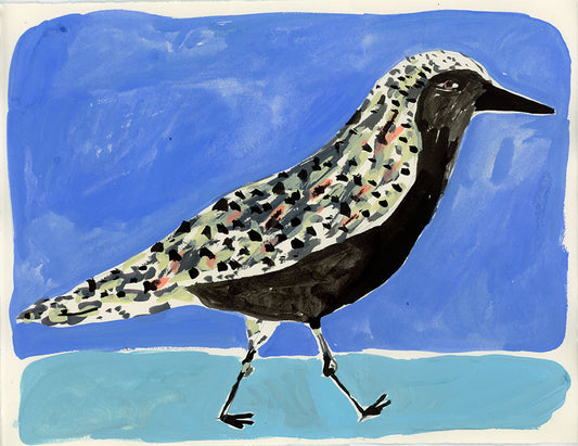 Black Bellied Plover, painting on paper