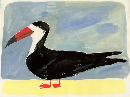 Black Skimmer, painting on paper