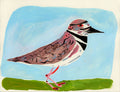 Killdeer bird, painting on paper