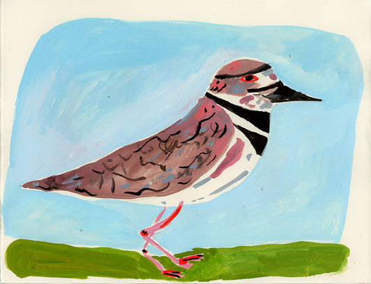 Killdeer bird, painting on paper