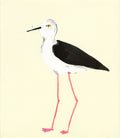 Black Winged Stilt Bird, painting on paper