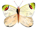 Butterfly paintings on paper