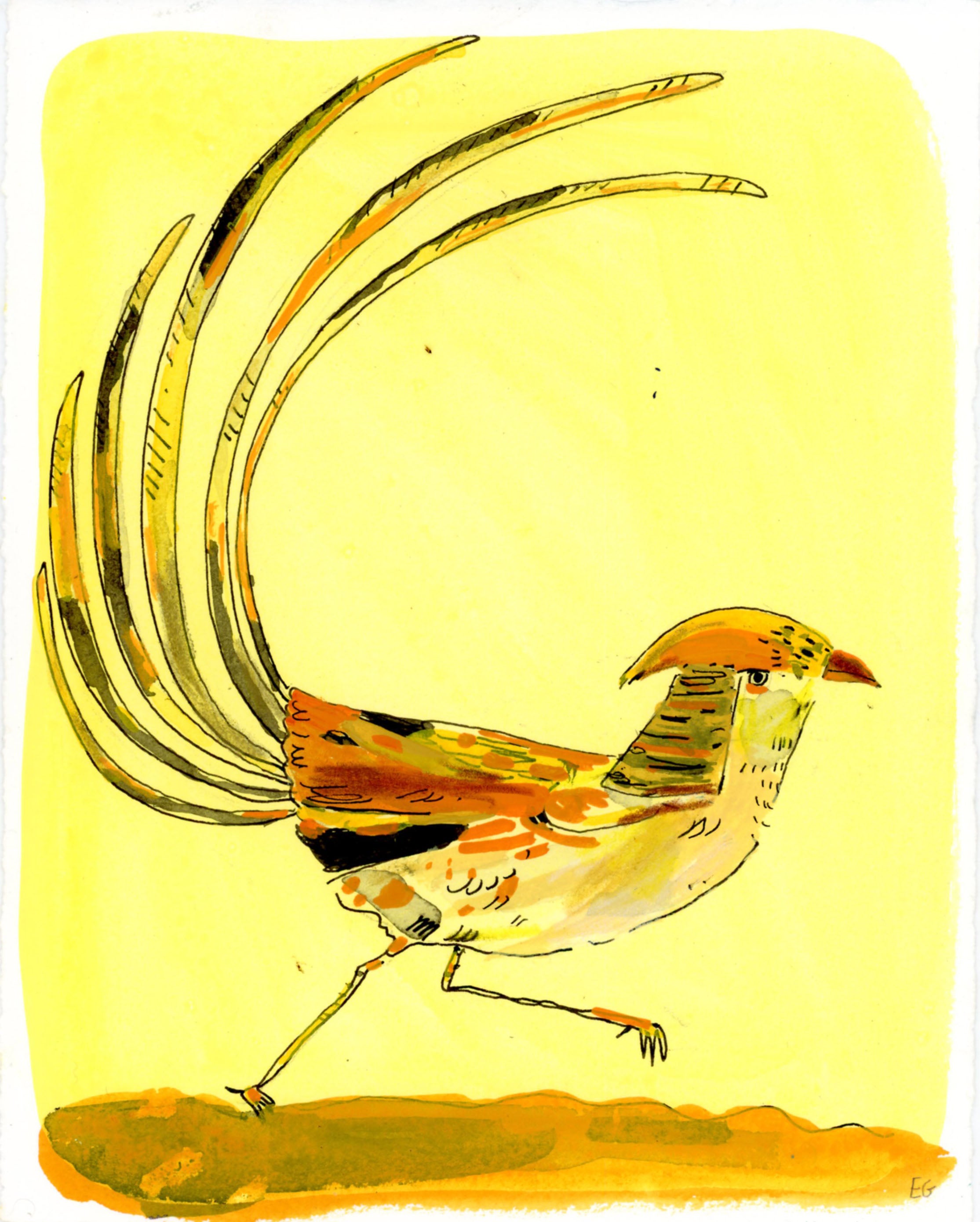 Golden Pheasant bird, painting on paper