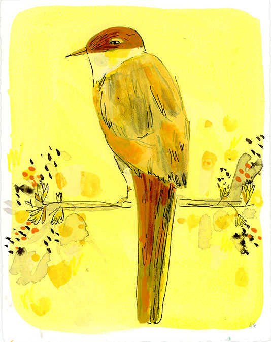 Magpie bird, painting on paper