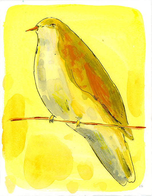 Pink necked green pigeon bird, painting on paper