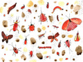Red Bugs, framed painting on paper