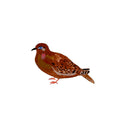 Galapagos Dove, painting on paper