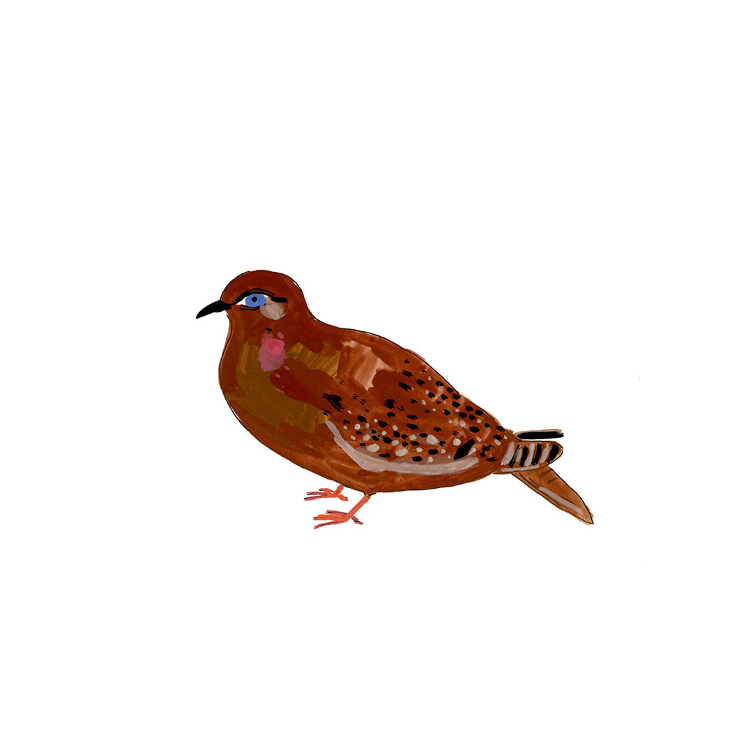 Galapagos Dove, painting on paper