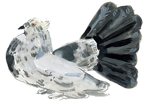 Indian Fantail, painting on paper