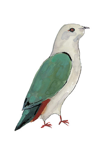 Island Imperial Pigeon