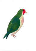Jambu Fruit Dove, painting on paper