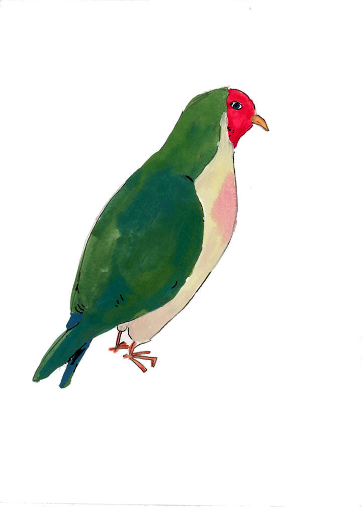 Jambu Fruit Dove, painting on paper