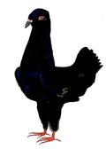 Maltease Pigeon, painting on paper