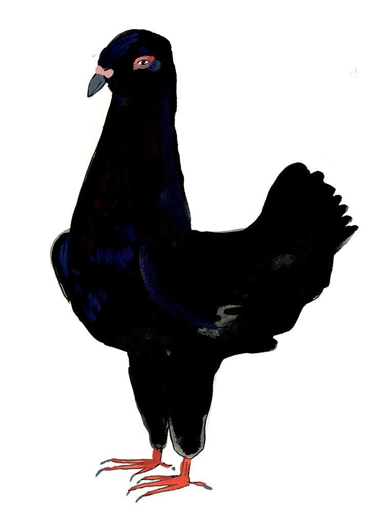 Maltease Pigeon, painting on paper