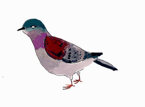 Pale Vented Pigeon, painting on paper