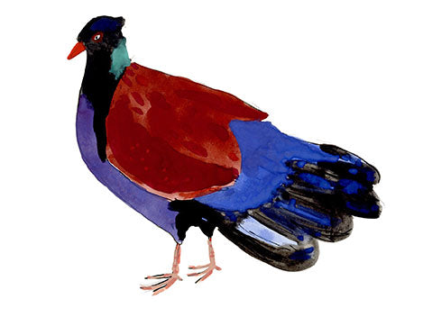 Pheasant Pigeon, painting on paper
