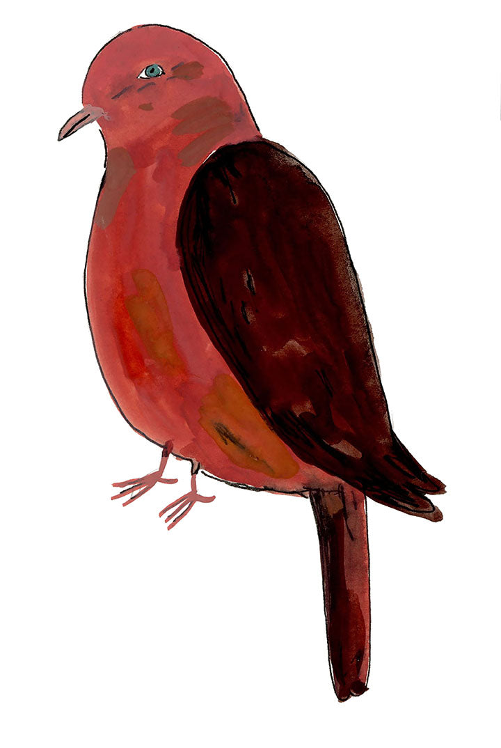 Ruddy Cuckoo Dove, painting on paper