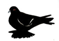 Saxon Field Pigeon, painting on paper