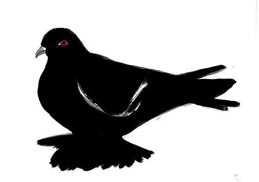 Saxon Field Pigeon, painting on paper