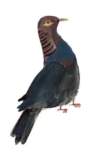 Scaly- Naped Dove
