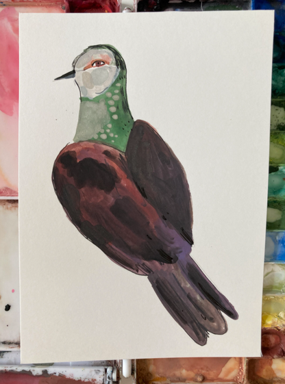 White Faced Cuckoo Dove, painting on paper