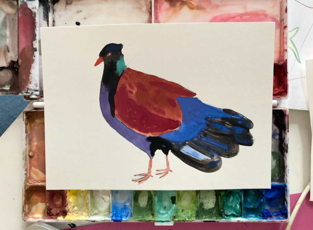 Pheasant Pigeon, painting on paper