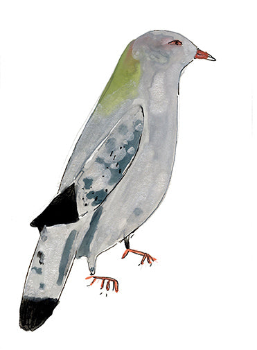 Silvery Wood Pigeon, painting on paper