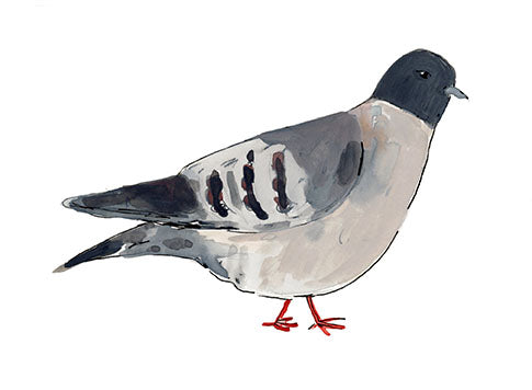 Snow Pigeon, painting on paper