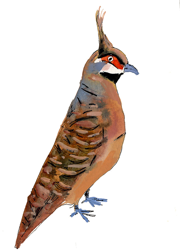 Spinifex Pigeon, painting on paper