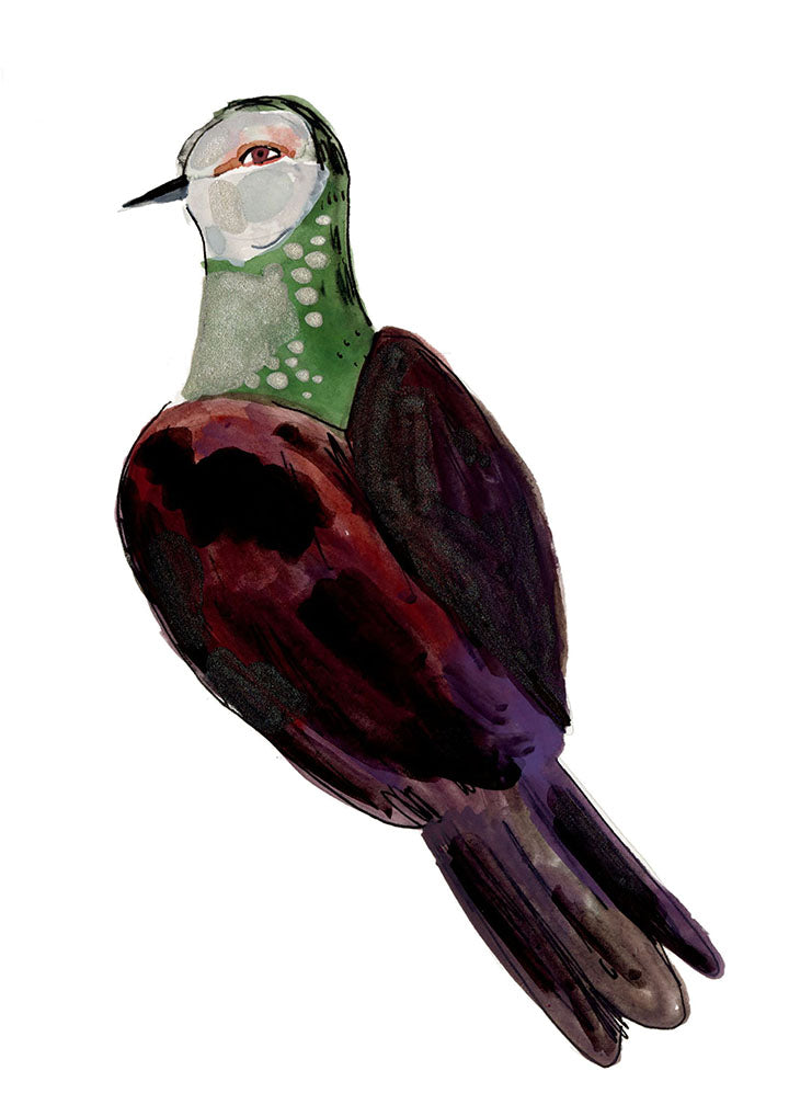 White Faced Cuckoo Dove, painting on paper